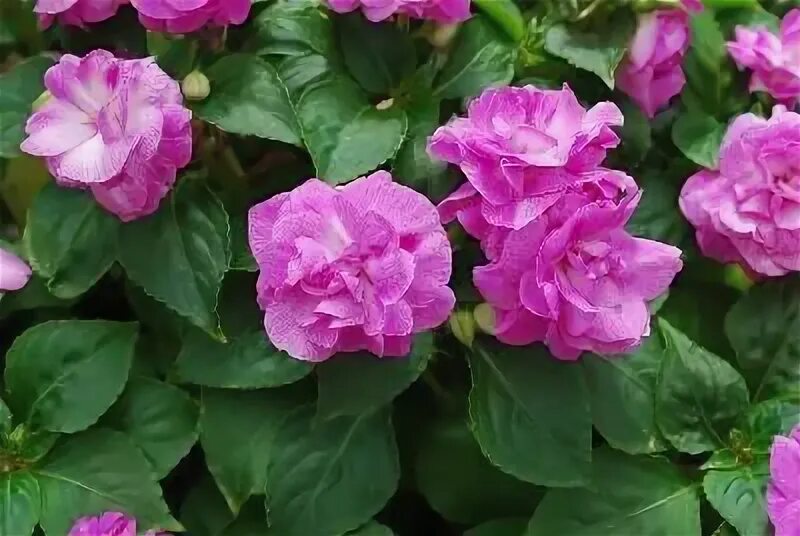 Бальзамин уоллера махровый. Fiesta purple бальзамин. Бальзамин athena appleblossom. Бальзамин фиеста бонита лавендер стардаст. Бальзамины fiesta.