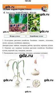 Биология 46 8 класс