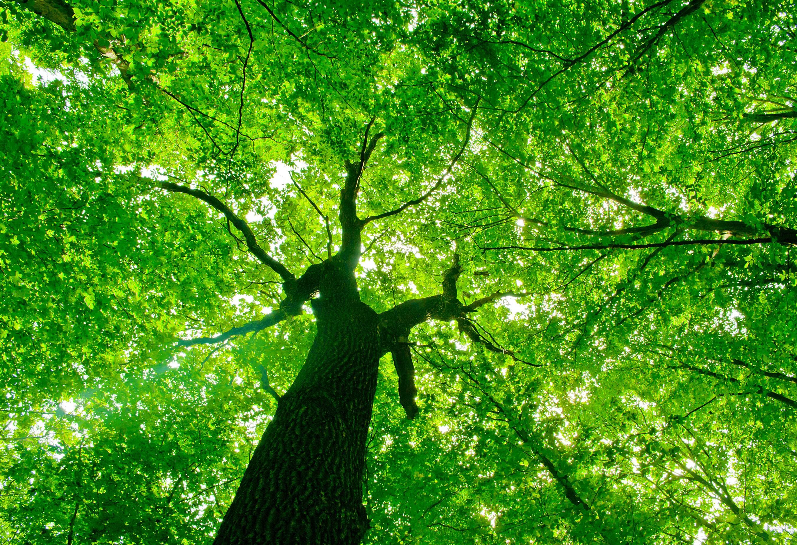 Natural tree. Крона дерева. Дерево зеленое. Красивое зеленое дерево. Зеленое ветвистое дерево.