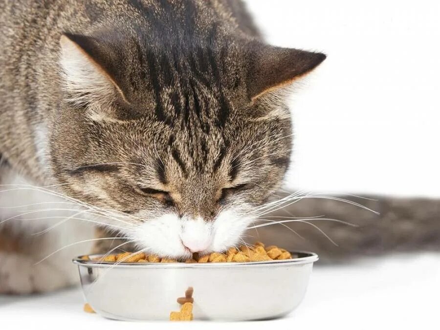 Кормление кошек. Кошка кушает. Рыжий кот ест сухой корм. Котик кушает кашу. Коты едят кашу.