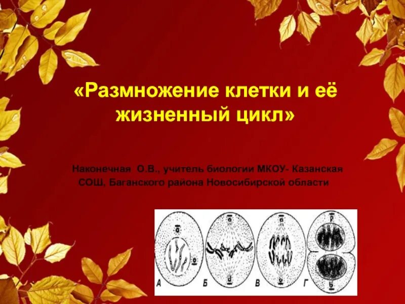 Размножение клетки 9 класс. Размножение клетки и ее жизненный цикл. Размножение клетки и ее жизненный цикл 9. Размножение клетки клеточный цикл.