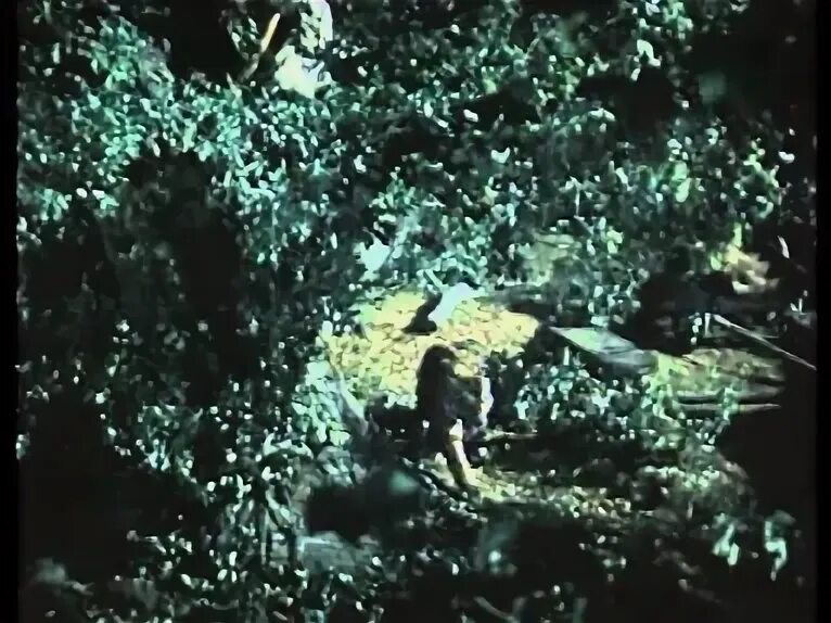 Опасные тропы 1954. Опасные тропы 1954
