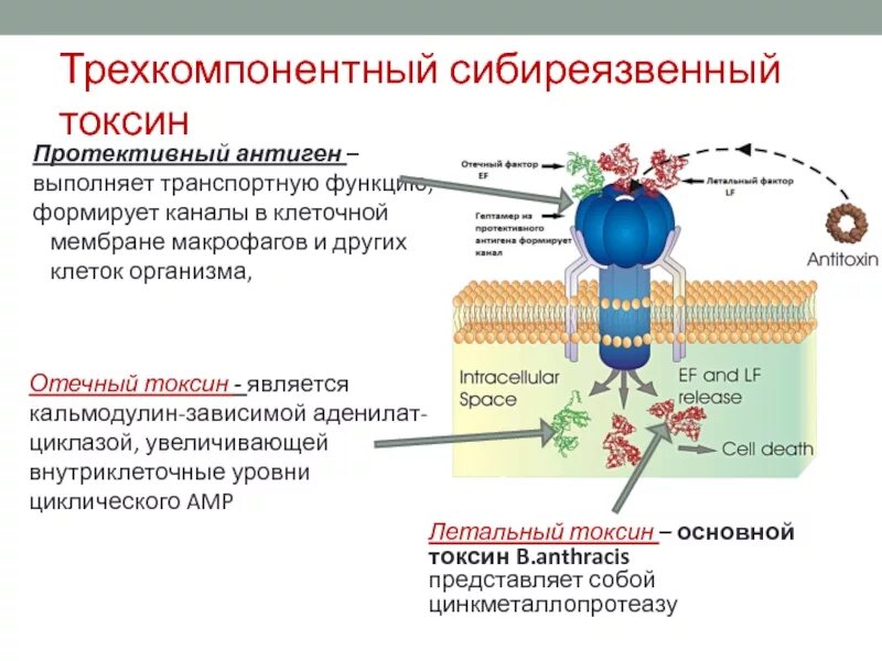 Антиген токсин