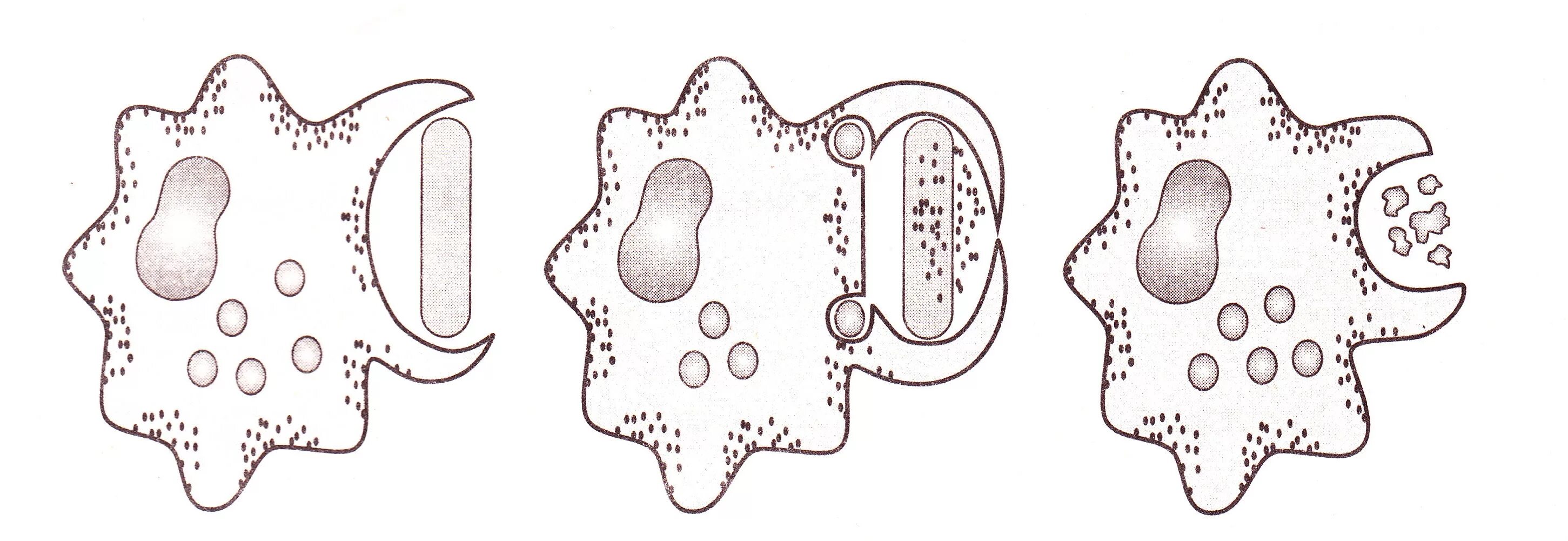 Фагоцитоз лейкоцитов. Фагоцитоз рисунок. Процесс фагоцитоза. Может осуществлять фагоцитоз способен к амебоидному движению