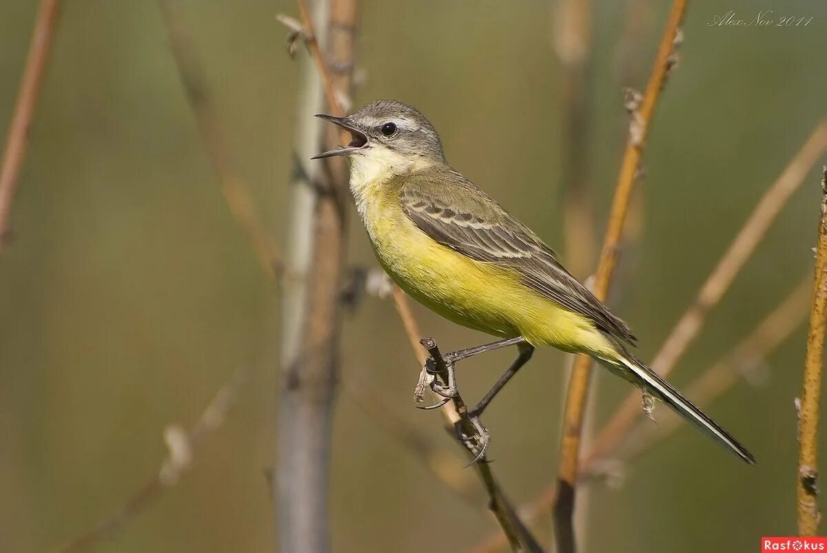 Маленькие птички средней полосы. Трясогузка желтоспинная. Желтая трясогузка Самарской области. Зеленая трясогузка. Щегол Чиж зеленуха.