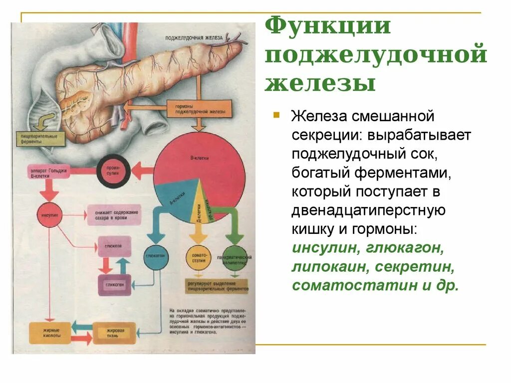 Поджелудочная железа выполняет функцию. Функции поджелудочной железы. Поджелудочная железа функции в организме кратко. Железы внутренней секреции функции в организме человека.