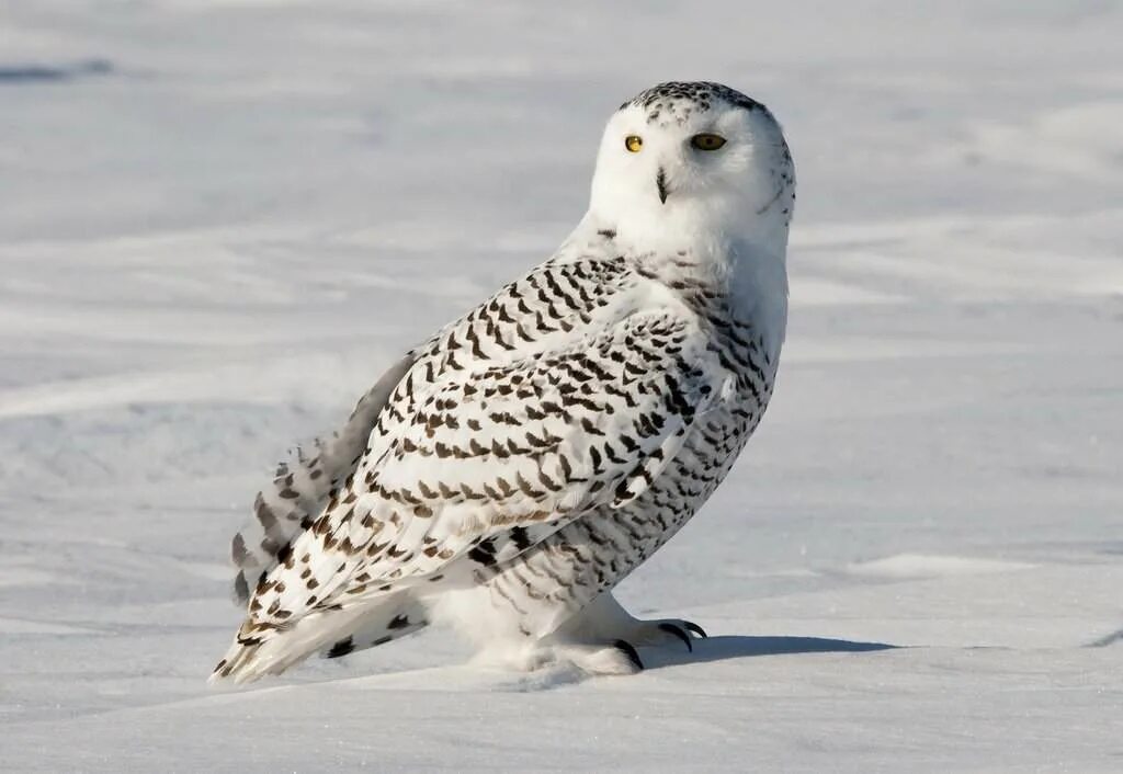 Atlantic puffin птица. северные птицы названия. тундровая куропатка. кайра в арктике. северные птицы названия.