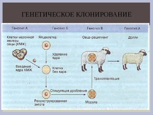 Почему растения клонируются легче животных. Этапы клонирования тканей схема. Этапы клонирования растений. Клонирование растений схема. Клонирование (биология).