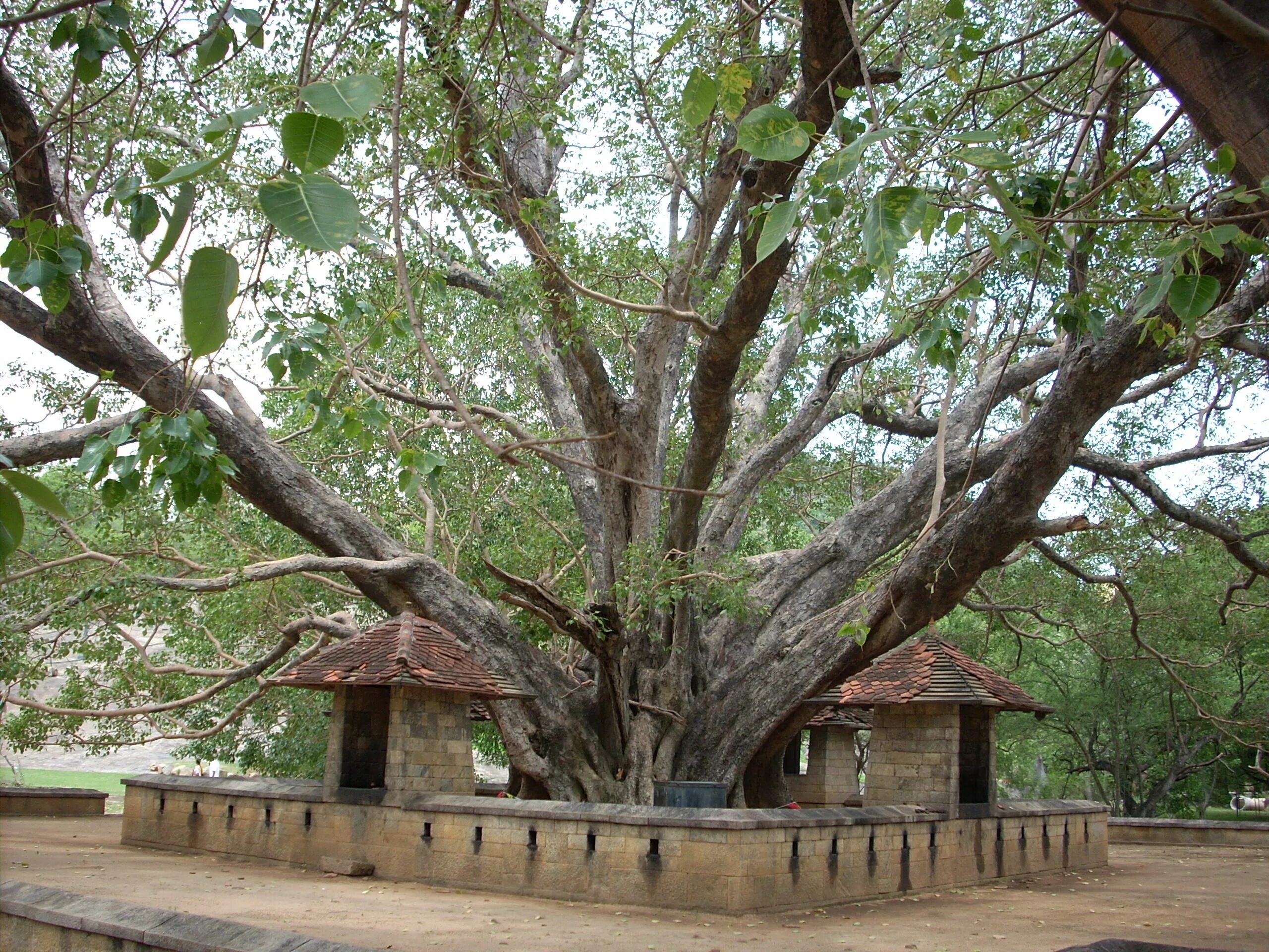 Деревья на шри ланке. Дерево Бодхи Шри Ланка. Анурадхапура Шри Ланка дерево Бодхи. Дерево Бодхи Будда. Дерево Бодхи в Анурадхапуре.