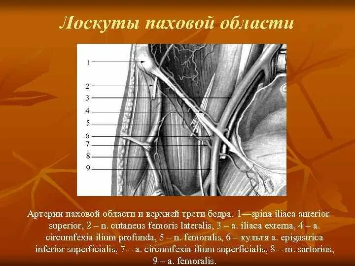 Паховая складка у мужчин. Артерии паховой области. Сосуды паховой области.