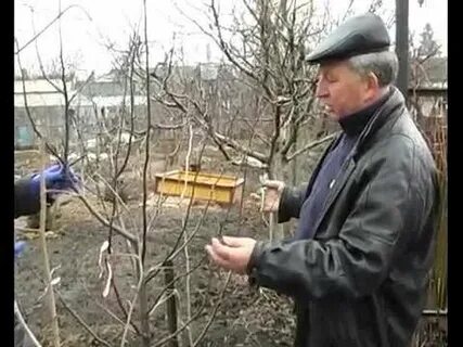 Айва обрезка и формирование