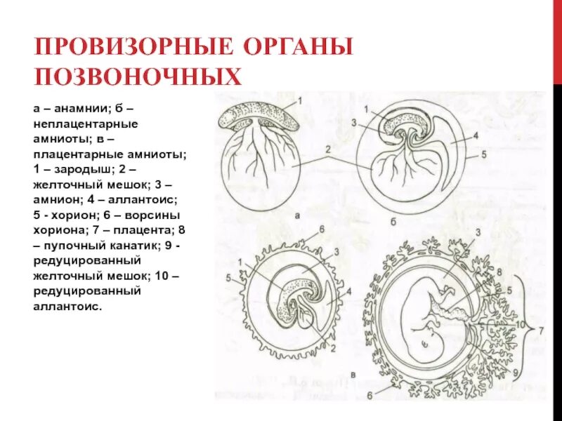 Провизорные органы эмбриона человека. Хорион амнион желточный мешок. Провизорные органы зародыша млекопитающих. Зародышевые оболочки высших позвоночных желточный мешок. Появление амниона и других зародышевых оболочек