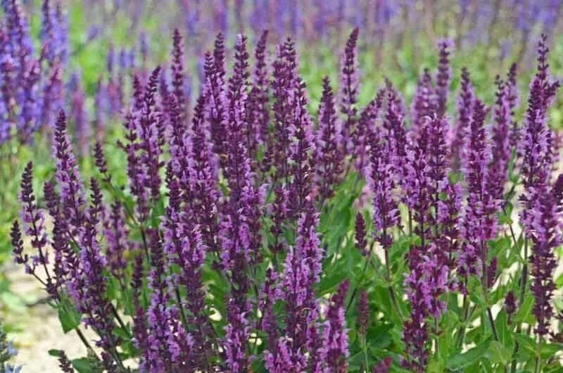 Лаванда вереск вербена. Salvia, размер: 20-30 см. Вербена шалфей. Шалфей дубравный ostfriesland. Шалфей дубравный 'mainacht'.