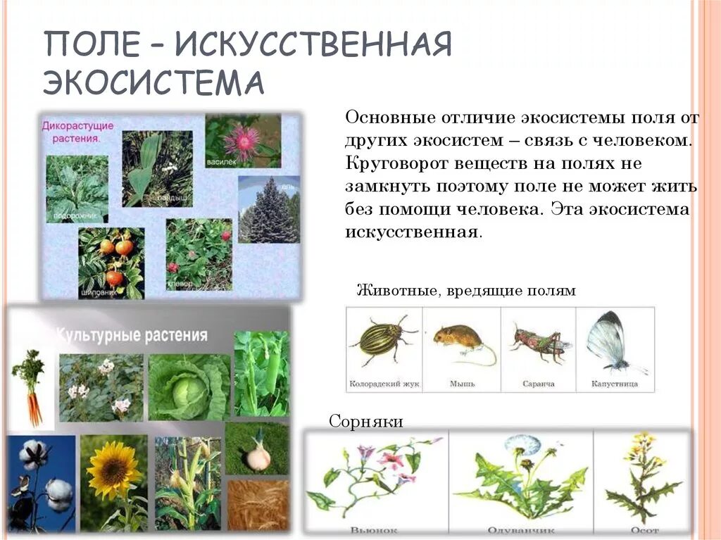 Искусственные экосистемы. Поле искусственная экосистема. На примере поля искусственных экосистем. Искусственные экосистемы примеры.