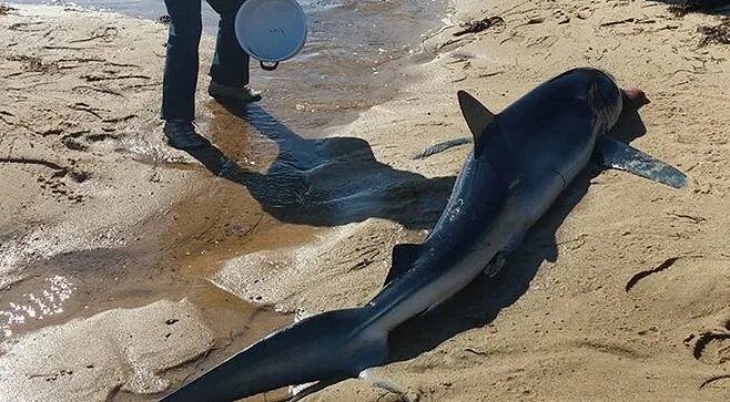 Акулу выбросило на берег. Голубая акула на берегу. Shark return