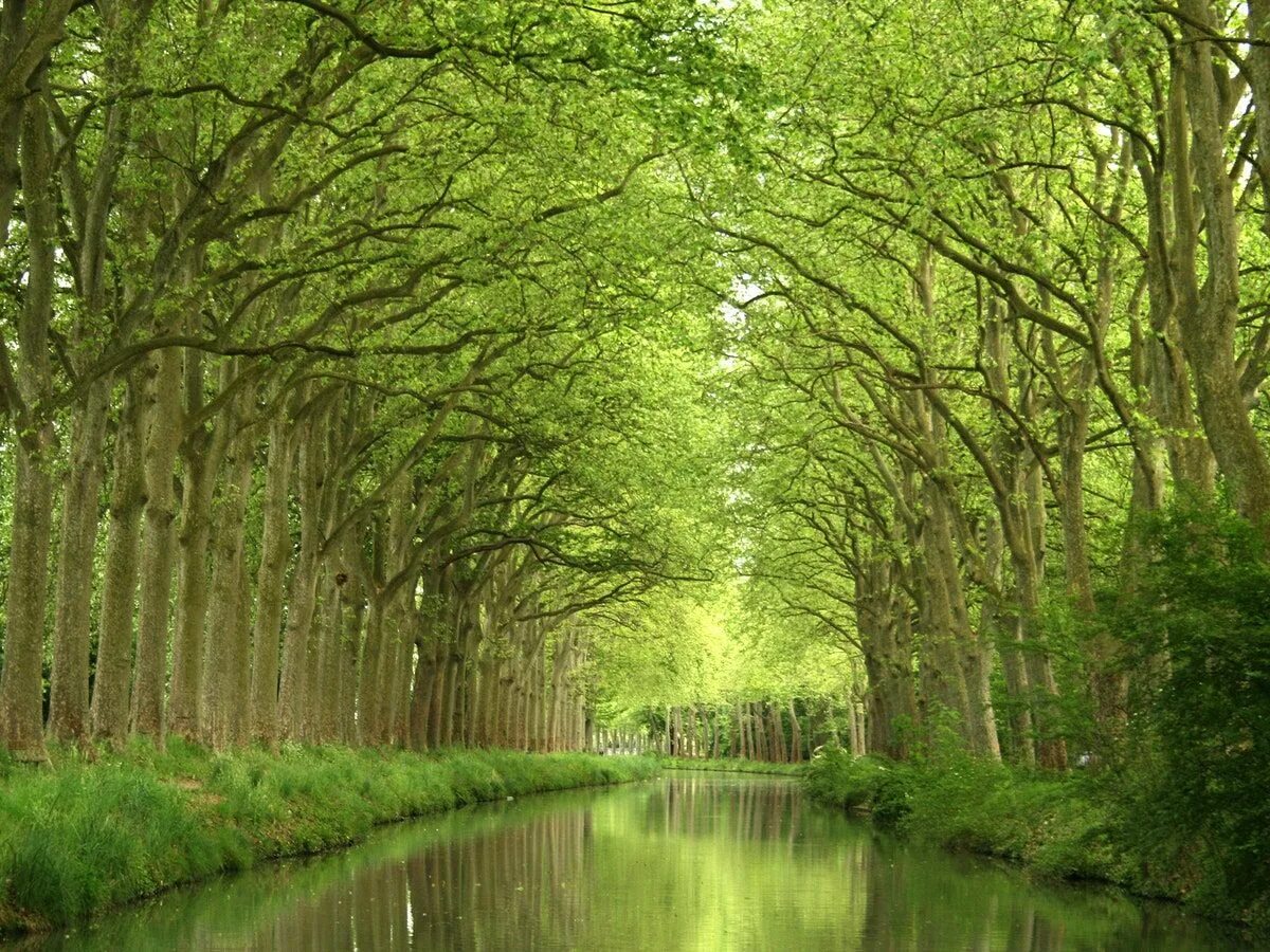 Trees travel