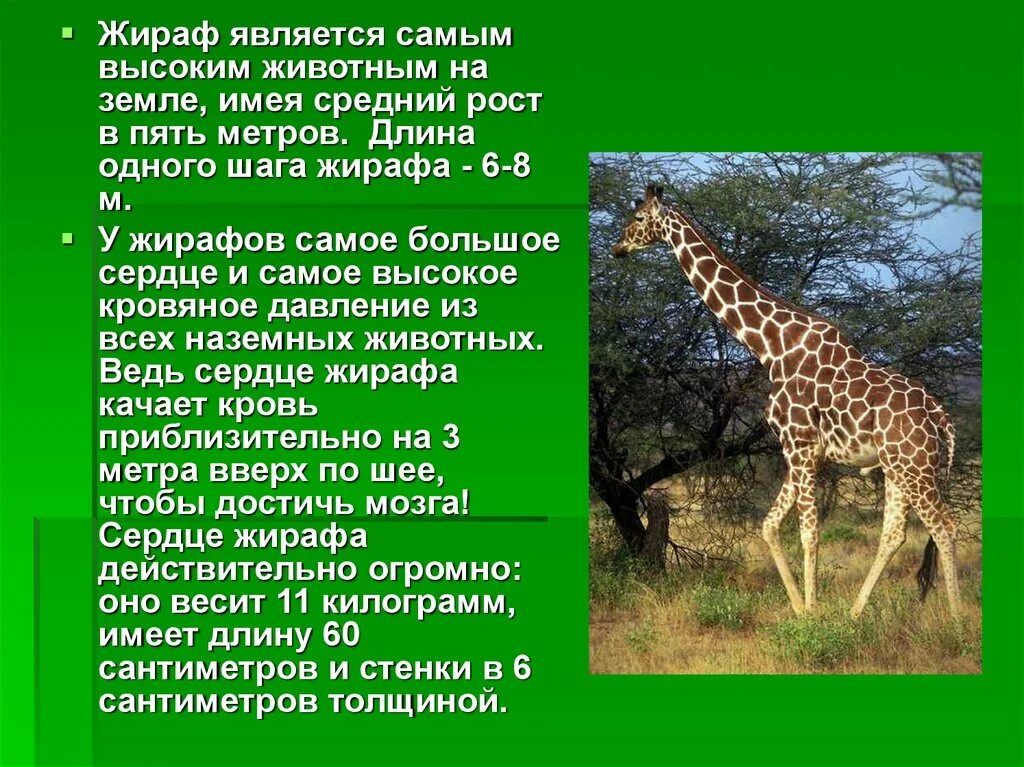 Интересные факты про млекопитающих. Сообщение о жирафе. Доклад про жирафа. Интересные факты о жирафе. Доклад про жирафа 1 класс окружающий мир.