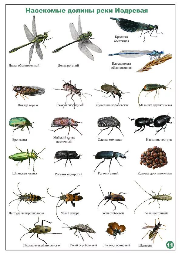 Насекомые список. Насекомые и ихнащвания. Насекомые название насекомых. Название всех насекомых по алфавиту. Виды насекомые список