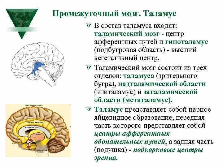 Мозг состоит из таламуса и. Функции гипоталамуса промежуточного мозга. укажите отделы мозга входящие в состав промежуточного мозга. промежуточный мозг – положение, отделы, функции.. промежуточный мозг таламус гипоталамус строение и функции.
