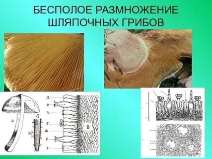 Грибы ткани и органы