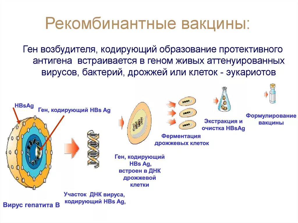 Технология вакцин. Рекомбинантные генно-инженерные вакцины. Схема получения генно-инженерных вакцин. Принципы получения вакцин схема. Рекомбинантные белковые вакцины.