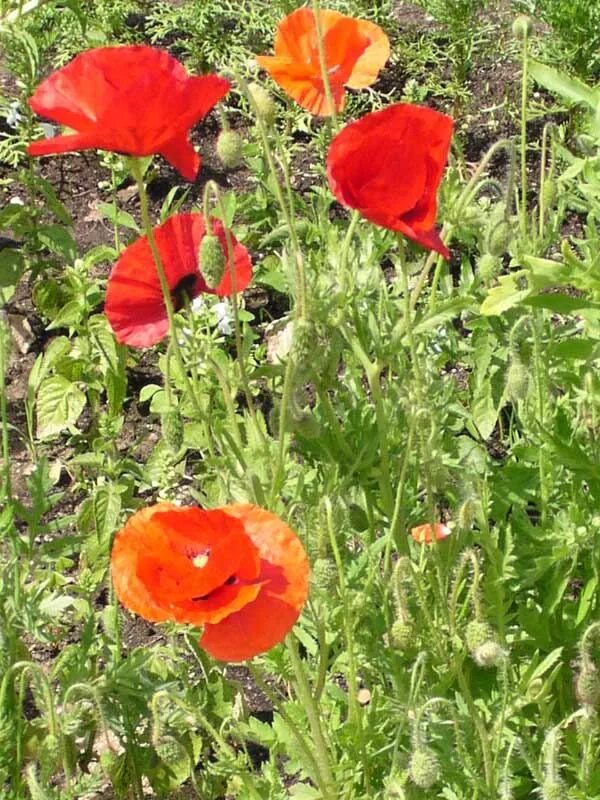 Corn poppies. Мак однолетник папавер. Красный Мак самосейка. Мак самосейка цветок. Мак самосейка семена.