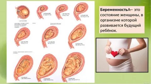 Первые этапы беременности