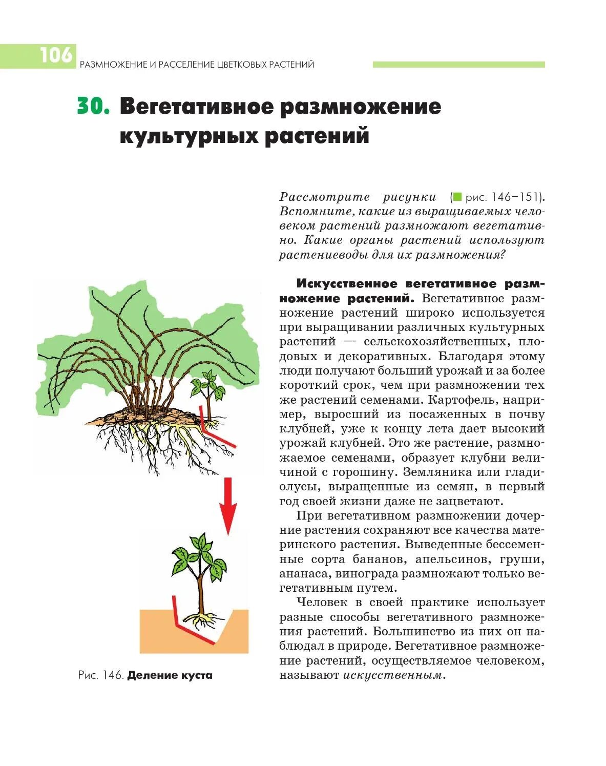 Вегетативное размножение цветковых растений схема. Вегетативное размножение.использование вегетативного размножения. Вегетативное размножение культурных растений 6 класс. Вегетативное размножение частями растения. Сообщение о значении вегетативного размножения