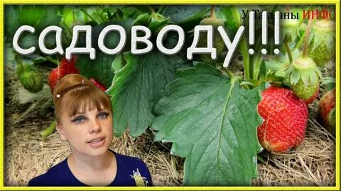 Огородников 5