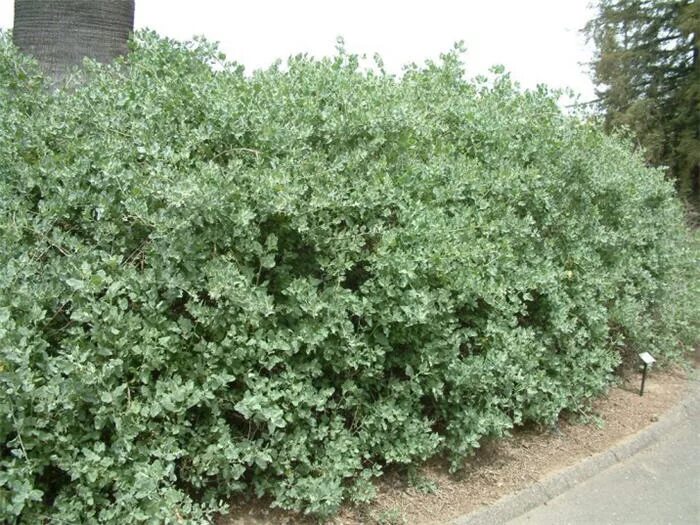 Куст 3 метра. Atriplex lentiformis. кустарник 3 метра. кокпек растение. atriplex cana.