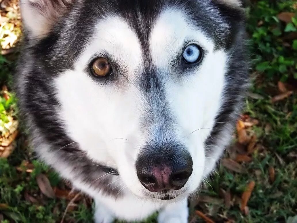 Хаски разноглазые. Гетерохромия у собак хаски. Хаски гетерохромия. Сибирский хаски с гетерохромией. Хаски разноглазые.