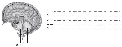 Укажите какой цифрой обозначена часть мозга млекопитающего. Подпишите отделы головного мозга обозначенные цифрами. На рисунке цифрами 123 обозначены соответственно отделы мозга среднем. Запишите какие структуры обозначены на рисунках цифрами мозг. Какой цифрой обозначен на рисунке средний мозг ответ на тест по теме.