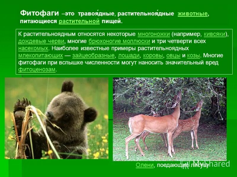 Какие животные питаются растительной и животной пищей. Какие животные питаются растениями. фитофаги. питание растительноядных животных. животные фитофаги.