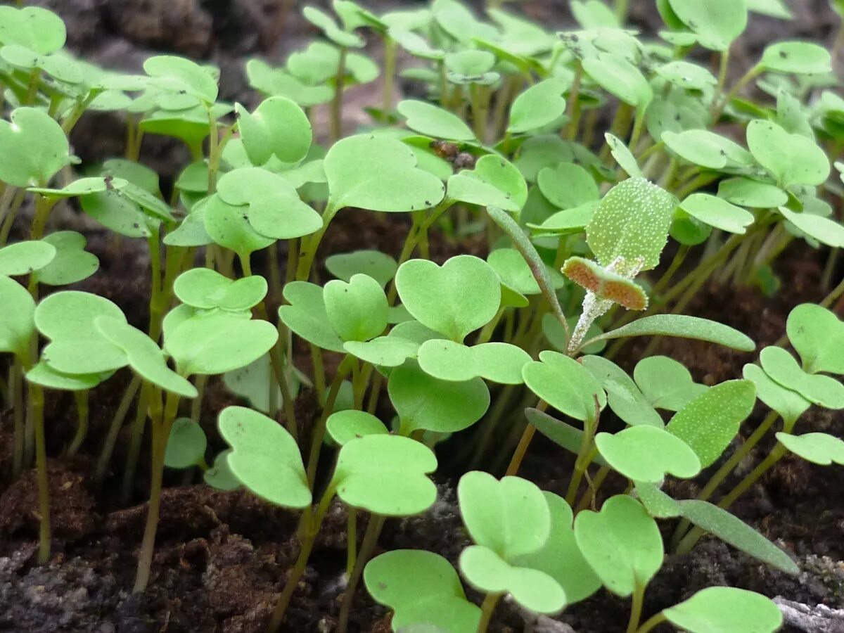Маленький росток розы. Рассада сои. Росток рассадный удобрение. Русский росток. Русский росток.