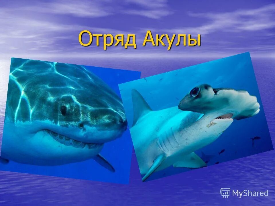 рыба отряда акул. акула вид сбоку. тигровая акула. тихоокеанская сельдевая акула. отряд сельдевые акулы.