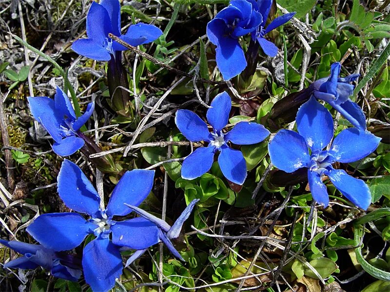 Горечавковые. Семейство Горечавковые (Gentianaceae). Горечавка Оливье. Горечавка угловатая. Горечавка угловатая Плантариум.