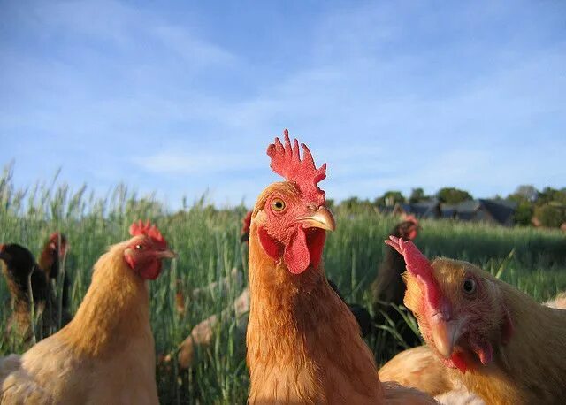 Chicken arms Funny animal memes, Funny animal pictures, Animal pictures