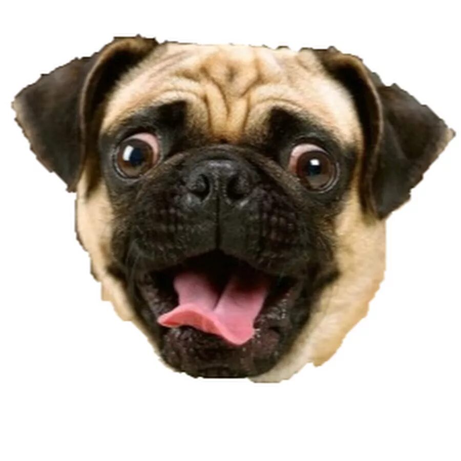 собака удивлена ого. собака удивлена видео. собака удивлена видео. собак хаус tik tok dog. собака удивлена видео.