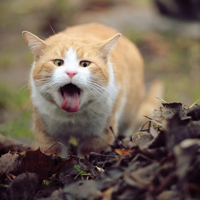 Коварный кот. Коты. смешной кот. смешной рыжий кот. рыжий кот с высунутым языком.
