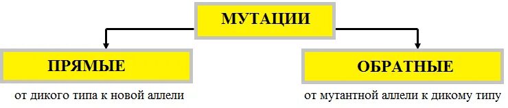 Обратные мутации. Прямые мутации. прямые и обратные мутации. прямые и обратные типы мутаций. прямая мутация пример.