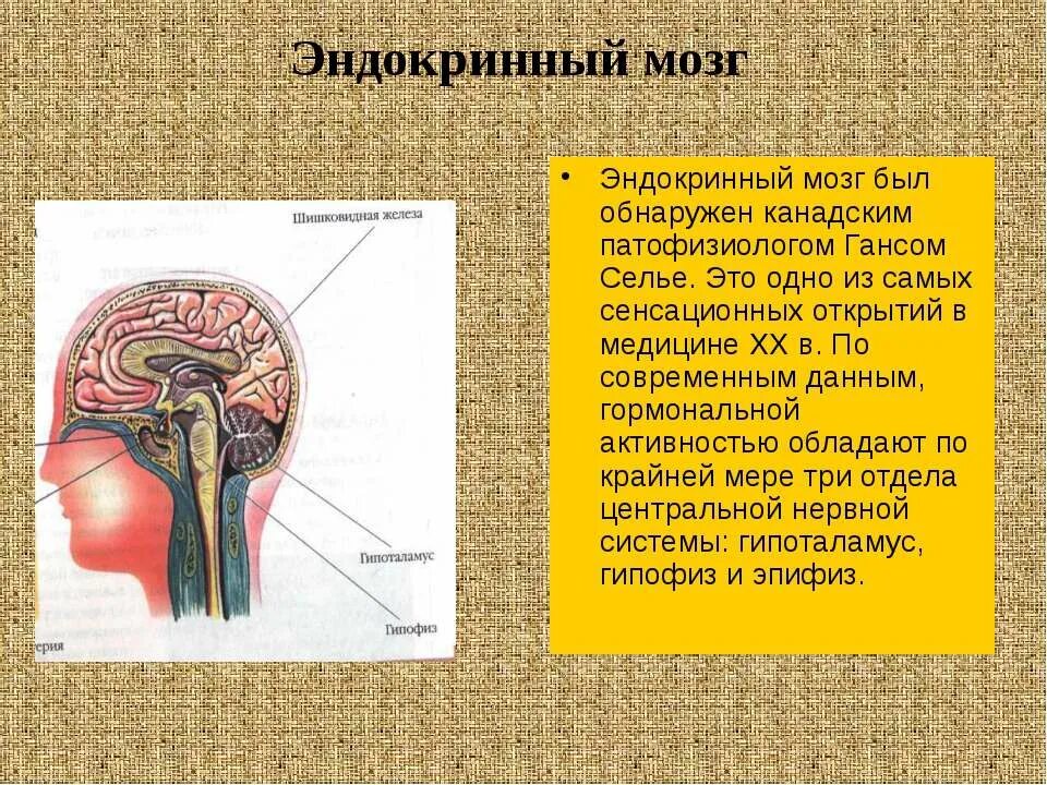 промежуточный мозг функции гипофиз. центральный орган эндокринной системы в мозге. паренхима эпифиза. железы внутренней секреции гипофиз эпифиз. центральный орган эндокринной системы в мозге.