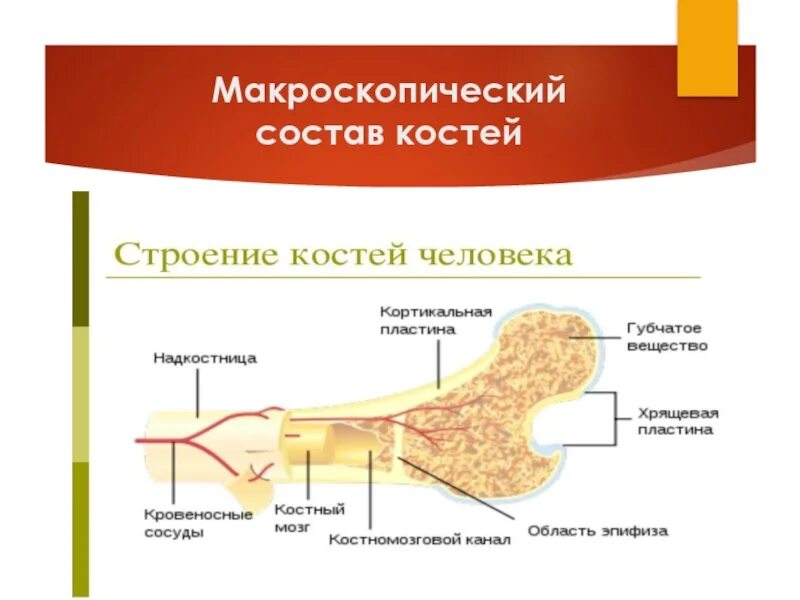 Химический состав кости человека. Строение кости и состав биология. Химическое строение костей. Схема химического строения костей. Химические свойства костей человека