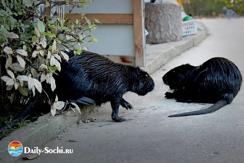 чундзын порода собак купить краснодар. магазин животных. беременная маремма. животные из сочи. авито сочи животные.