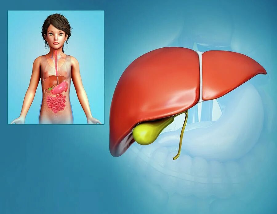Желчный пузырь у новорожденного. Расположение печени у детей.