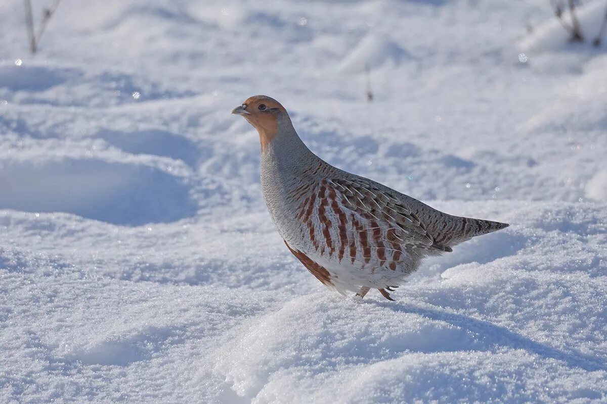 Серая куропатка (Perdix Perdix). Степная серая куропатка. Куропатка серая – Perdix Perdix Linnaeus, 1758.