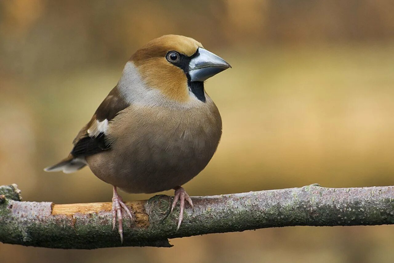 Птиц й м. Обыкновенный Дубонос. Дубонос обыкновенный (coccothraustes coccothraustes). Птичка Дубонос обыкновенный. Зяблик Дубонос.