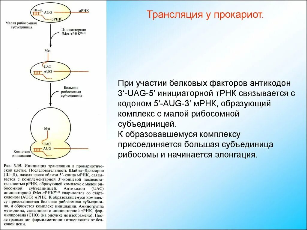 Экспрессия прокариот