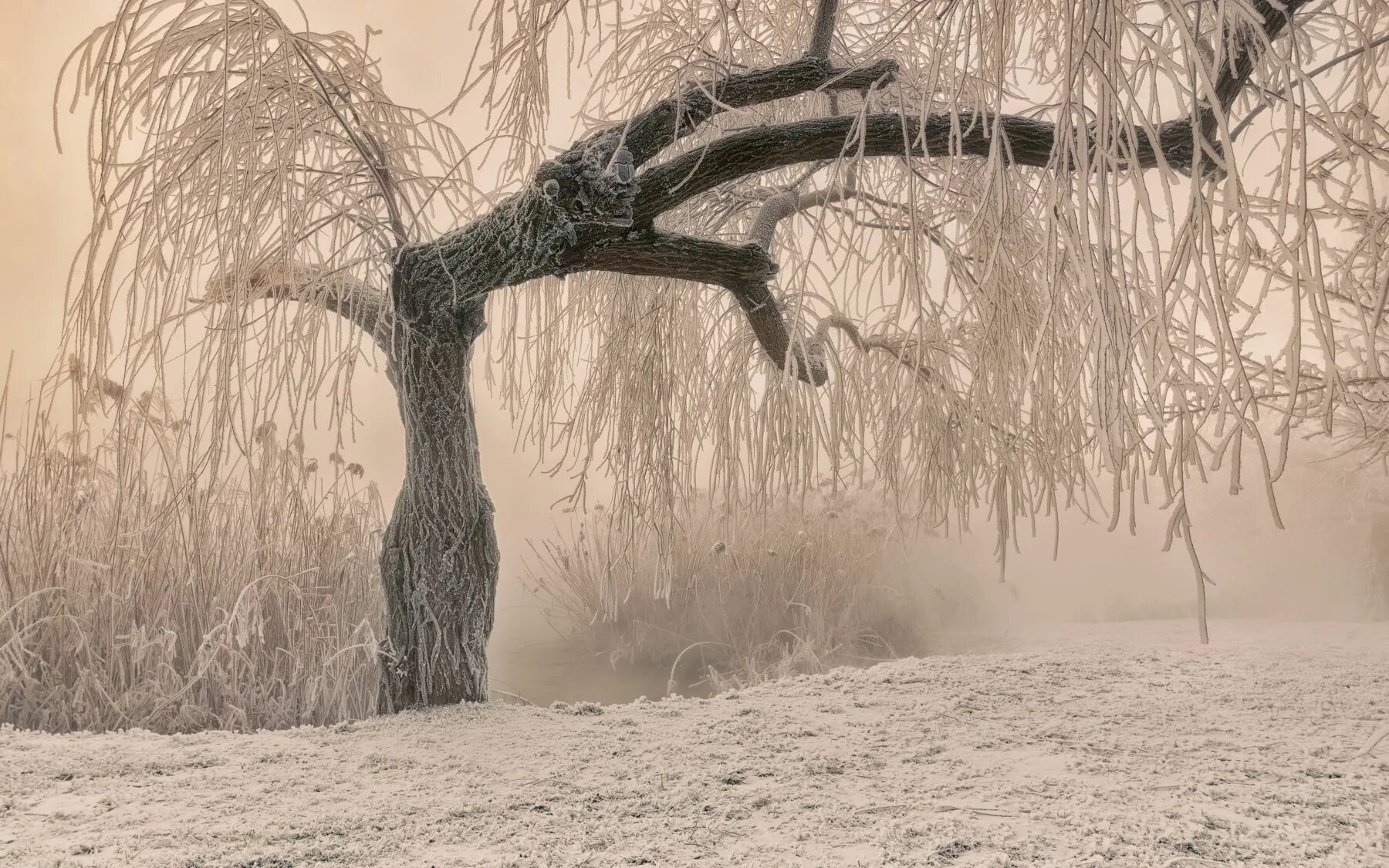 Иней на деревьях. Деревья зимой в тумане. Зимний туман. Инопланетные деревья зимние.