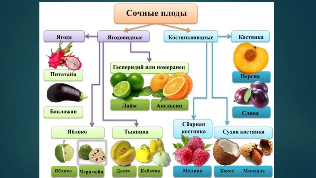 Плоды цветковых растений таблица. Типы плодов растений. Классификация плодов сухие и сочные. Плод, его строение. Классификация плодов.