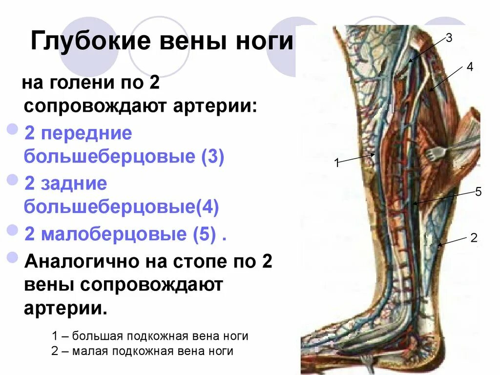 Передние большеберцовые вены. Икроножные вены голени анатомия. Перфорантные вены нижних конечностей. Суральные вены голени анатомия.